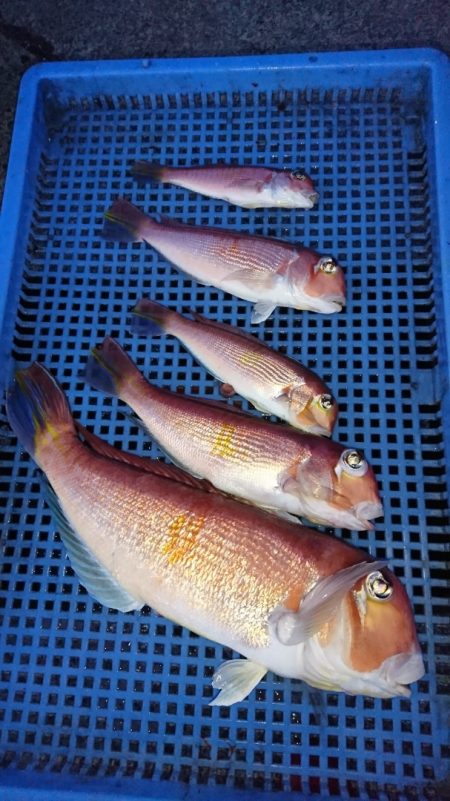 第三共栄丸 釣果