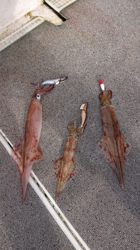 ARCADIAⅡ （アルカディアⅡ） 釣果…