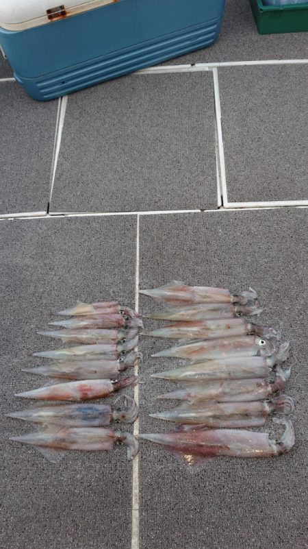 ARCADIAⅡ (アルカディアⅡ) 釣果