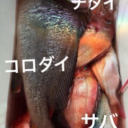 龍神丸(鹿児島) 釣果