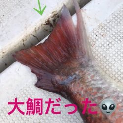 龍神丸(鹿児島) 釣果