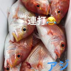 龍神丸(鹿児島) 釣果