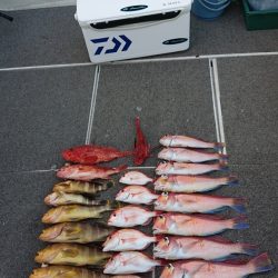 ARCADIAⅡ (アルカディアⅡ) 釣果