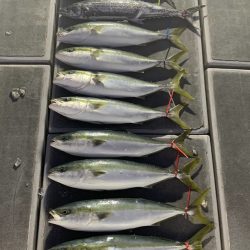 SeaRide(シーライド) 釣果