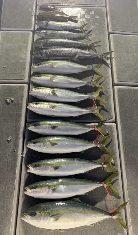 SeaRide(シーライド) 釣果