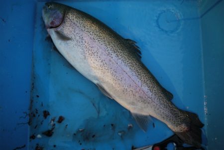 としまえんフィッシングエリア 釣果