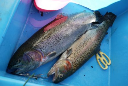 としまえんフィッシングエリア 釣果