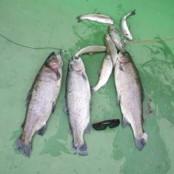 としまえんフィッシングエリア 釣果