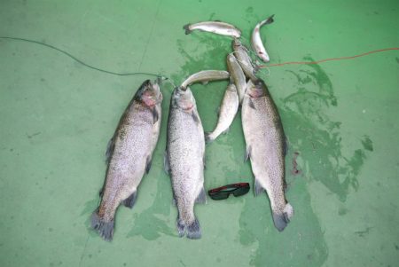 としまえんフィッシングエリア 釣果