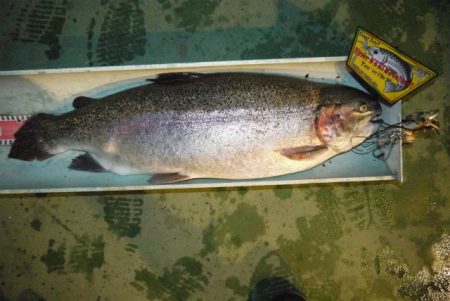 としまえんフィッシングエリア 釣果