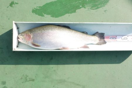 としまえんフィッシングエリア 釣果