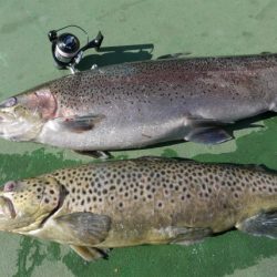 としまえんフィッシングエリア 釣果