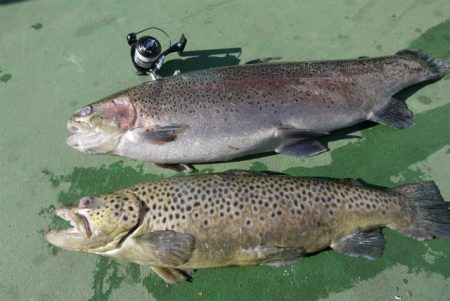 としまえんフィッシングエリア 釣果