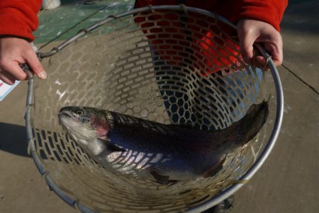 としまえんフィッシングエリア 釣果