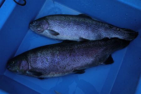 としまえんフィッシングエリア 釣果