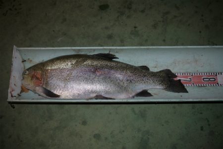 としまえんフィッシングエリア 釣果