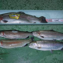 としまえんフィッシングエリア 釣果