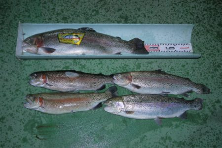 としまえんフィッシングエリア 釣果