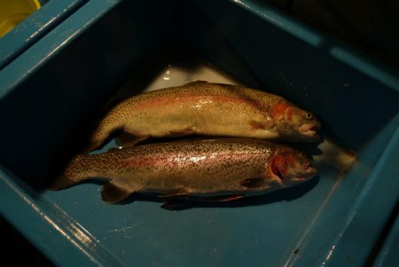 としまえんフィッシングエリア 釣果