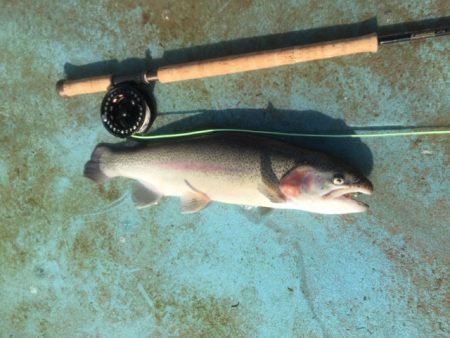 としまえんフィッシングエリア 釣果