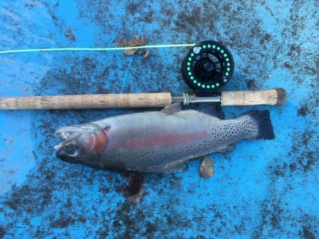 としまえんフィッシングエリア 釣果