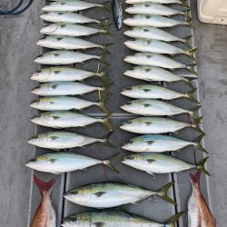 SeaRide(シーライド) 釣果