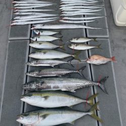 SeaRide(シーライド) 釣果