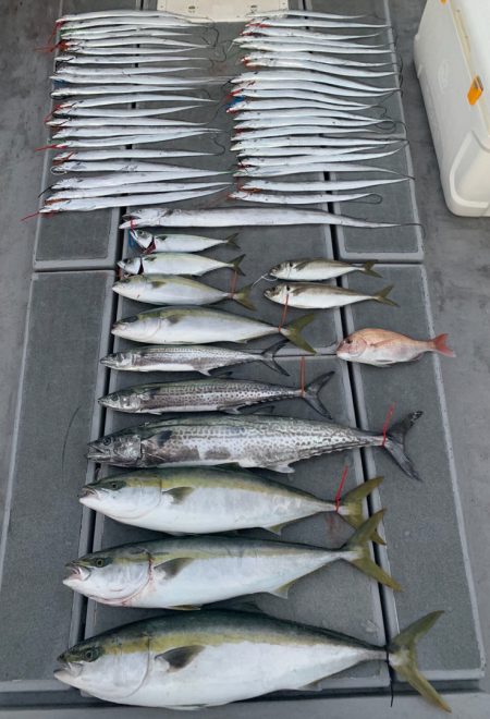 SeaRide(シーライド) 釣果