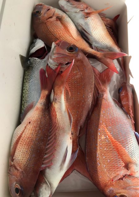 龍神丸(鹿児島) 釣果