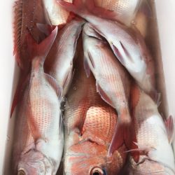 龍神丸(鹿児島) 釣果