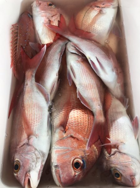 龍神丸(鹿児島) 釣果