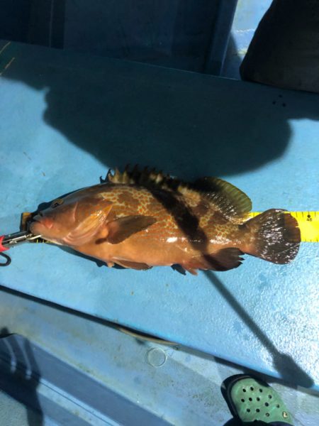 ヤザワ渡船 釣果