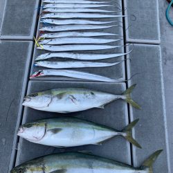 SeaRide(シーライド) 釣果