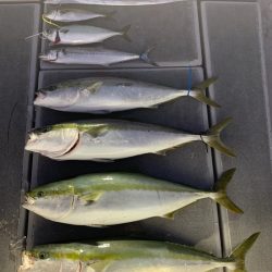 SeaRide(シーライド) 釣果