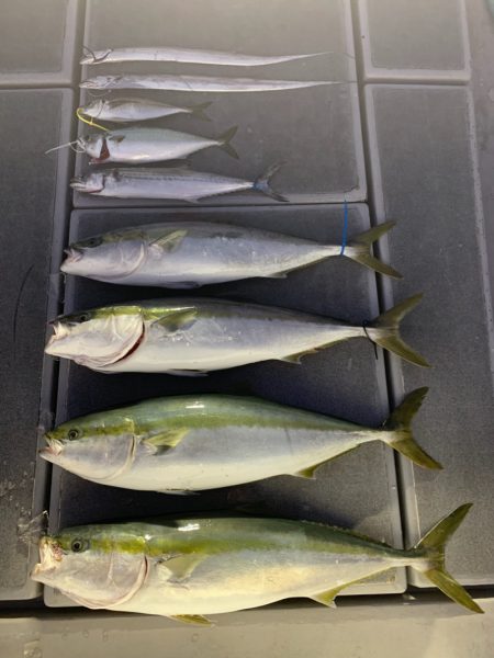 SeaRide(シーライド) 釣果