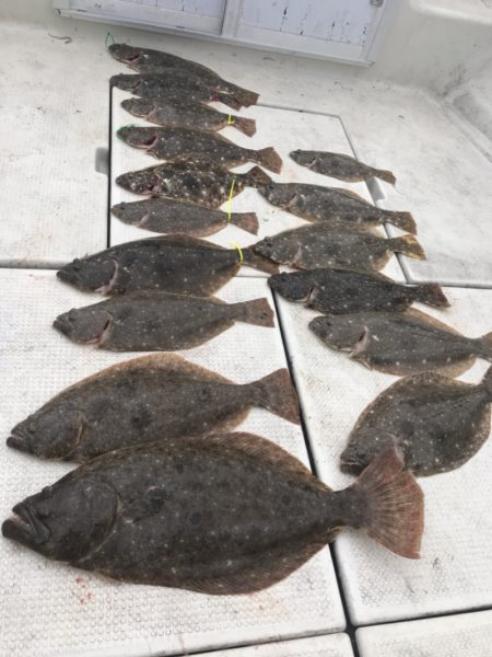 遊漁船メテオ 釣果