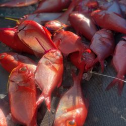 ＴＡＲＯＭＡＲＵ 釣果