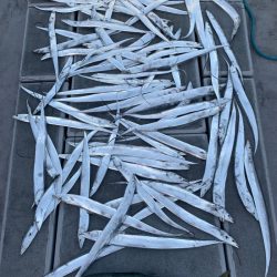 SeaRide(シーライド) 釣果