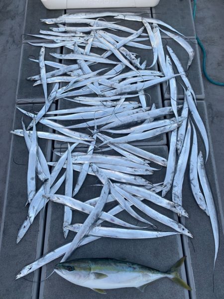 SeaRide(シーライド) 釣果