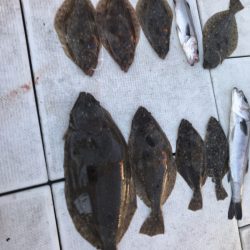 遊漁船メテオ 釣果