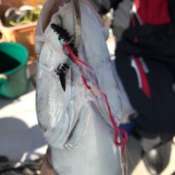 龍神丸(鹿児島) 釣果