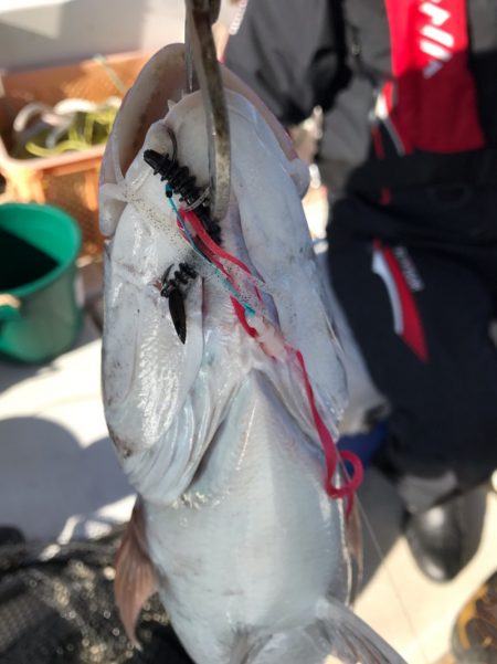龍神丸(鹿児島) 釣果