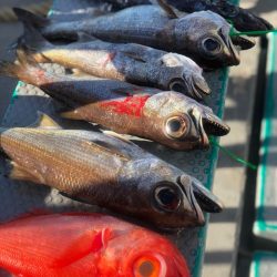 ＴＡＲＯＭＡＲＵ 釣果