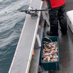 シーランチ 釣果