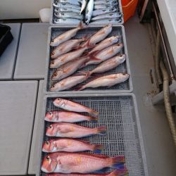 エンペラー 釣果