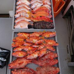 エンペラー 釣果