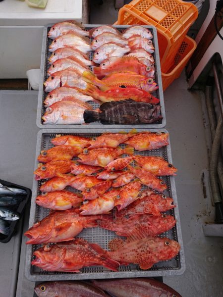 エンペラー 釣果