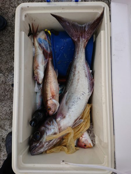 エンペラー 釣果