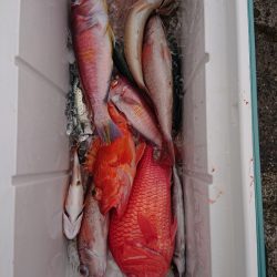 エンペラー 釣果