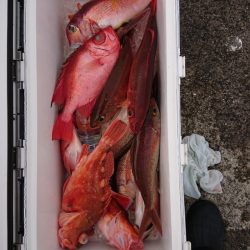 エンペラー 釣果